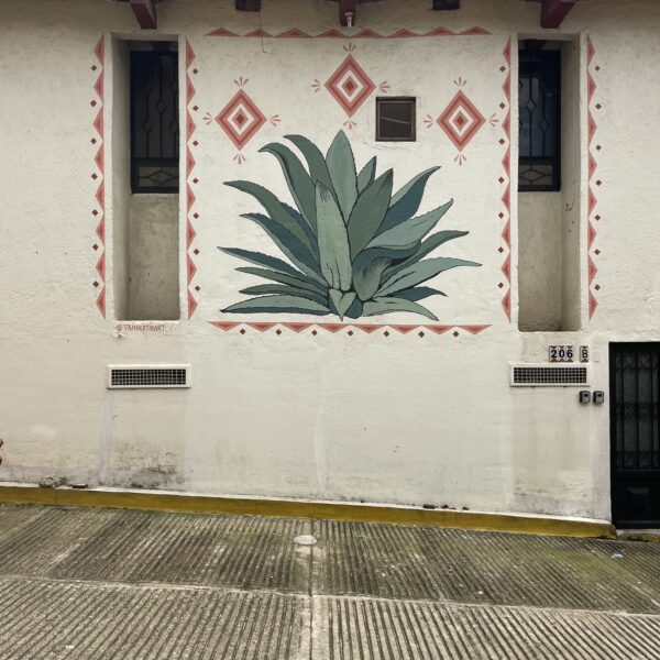 Agave. For an air bnb in Oaxaca City